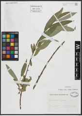 Foto von Salix alba subsp. vitellina (L.) Arcang.